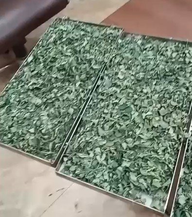 Freeze dried moringa leaf